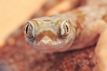 Gecko 4