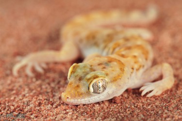 Gecko 5