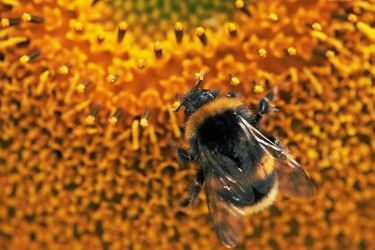 Got Pollen?